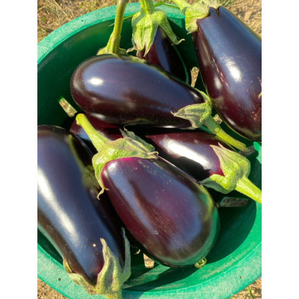 W1003 BAKŁAŻAN NASIONA OBERŻYNA BLACK BEAUTY FIOLETOWA GRUSZKA MIŁOŚCI 1G