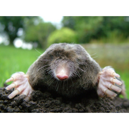 SUM42 NATUR BLOKER 1KG SUMIN