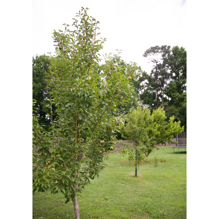 SUM56 SUMIN OBORNIK BYDLĘCY GRANULOWANY NAWÓZ NATURALNY AZOT FOSFOR POTAS 8L