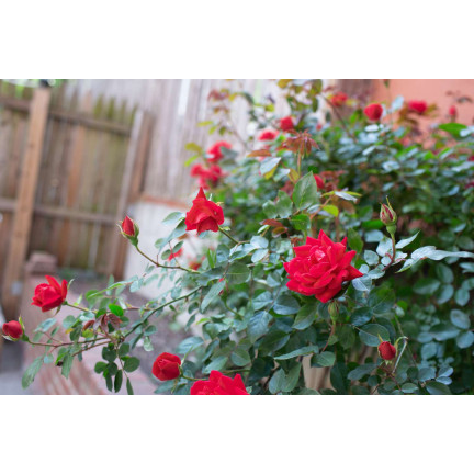 SUM14 NAWÓZ DO RÓŻ SUMIN 1KG OPTYMALNY SKŁAD