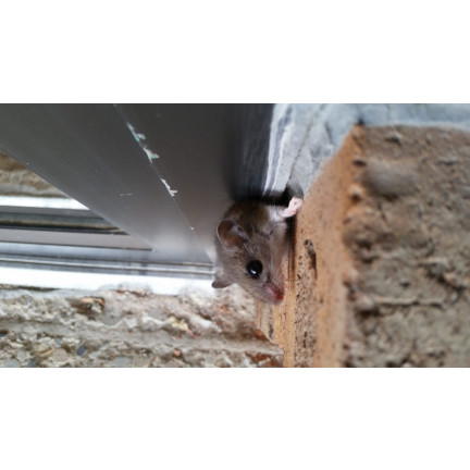 SUM57 TRUTKA TRUCIZNA NA MYSZY SZCZURY ZBOŻOWA SUMIN 29PPM 125G