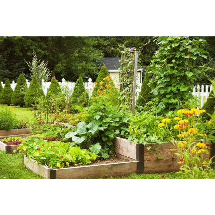 SUM55 OBORNIK KURZY GRANULOWANY 8L NAWÓZ NATURALNY SUMIN