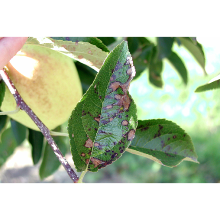 SUM40 HELP PLANT ŻELAZO (FE) 20ML