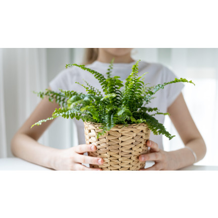 Ziemia do paproci, podłoże do roślin wzbogacone nawozem, optymalny skład, dobry przepływ powietrza, Biovita 5l