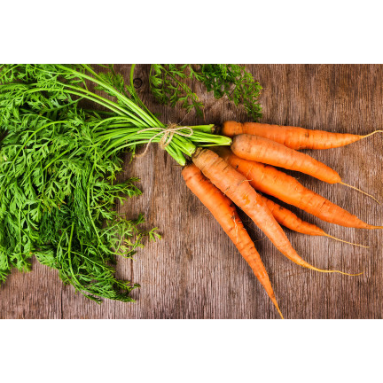 W1109 MARCHEW NASIONA MARCHWI PIERWSZY ZBIÓR B. WCZESNA MARCHEWKI SOCZYSTA NA SOK