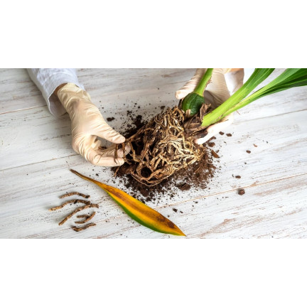 BIO8 NATURALNE PODŁOŻE ZIEMIA DO STORCZYKÓW ORCHIDEI 3L BIOVITA