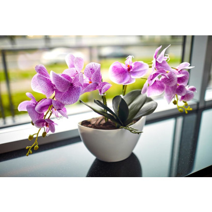 BIO8 NATURALNE PODŁOŻE ZIEMIA DO STORCZYKÓW ORCHIDEI 3L BIOVITA