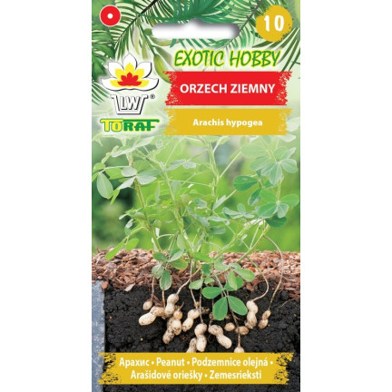 W6137 ORZECH ZIEMNY 5SZT.
