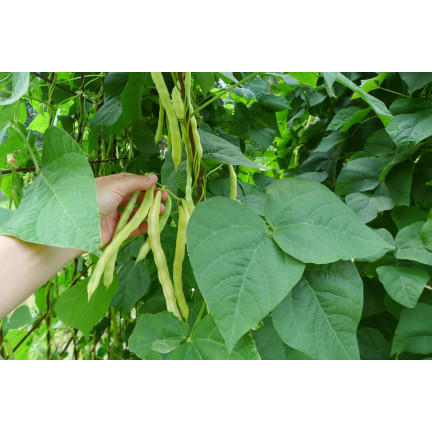 W1047 FASOLA SZPARAGOWA KARŁOWA ŻÓŁTA BERGGOLD B. WCZESNA NASIONA FASOLI FASOLKI 50G