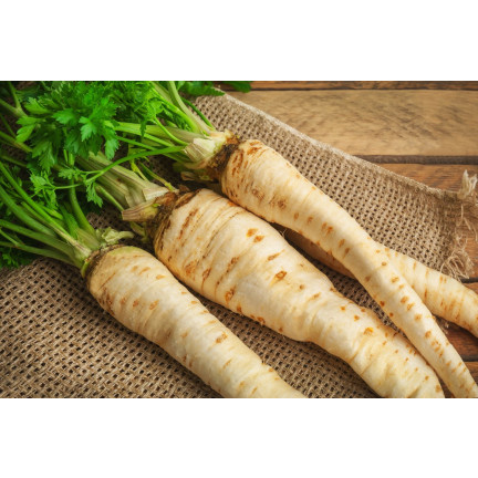 T8005 PIETRUSZKA KORZENIOWA NA TAŚMIE HALBLANGE TAŚMA NASIENNA 6M NASIONA PIETRUSZKI