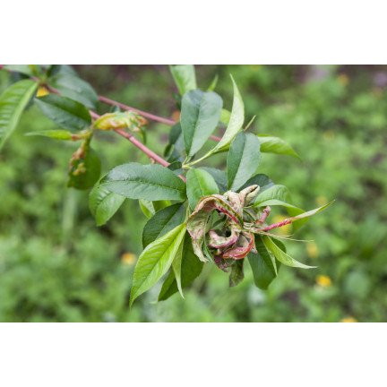 SUM21 SYLLIT 65 WP 45G ŚRODEK GRZYBOBÓJCZY SUMIN