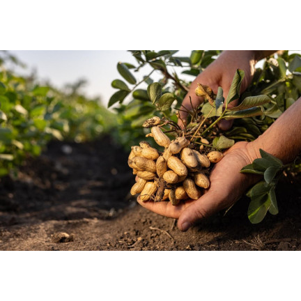 W6137 ORZECH ZIEMNY 5SZT.