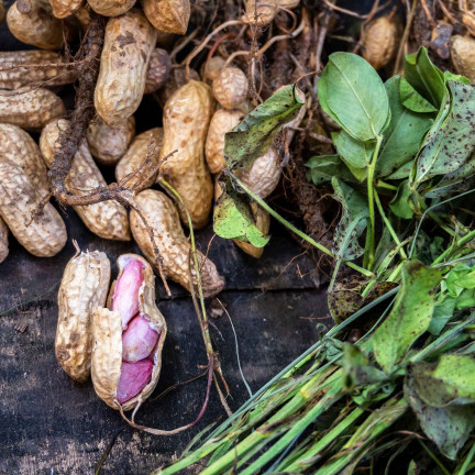 W6137 ORZECH ZIEMNY 5SZT.