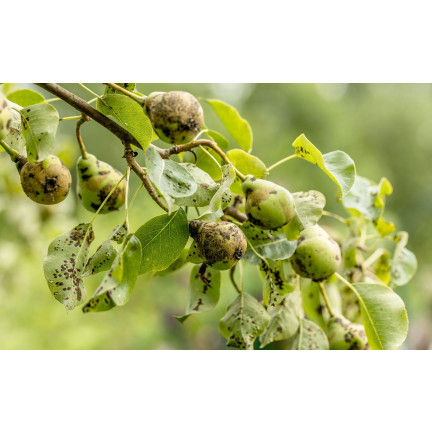 SUM53 LECITHIN EMULGATOR OPRYSK NA CHOROBY GRZYBOWE ROŚLIN DRZEW KRZEWÓW OWOCOWYCH