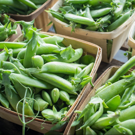 W1062 GROSZEK CUKROWY GROCH AMBROSIA WCZESNY NASIONA GROCHU GROSZKU PLENNY 50G