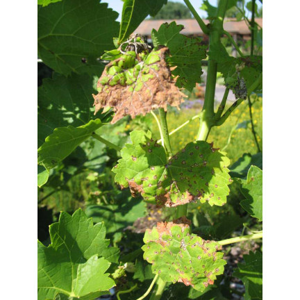 SUM53 LECITHIN EMULGATOR OPRYSK NA CHOROBY GRZYBOWE ROŚLIN DRZEW KRZEWÓW OWOCOWYCH