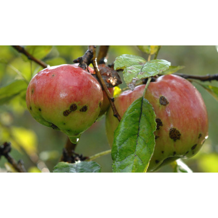 SUM20 MIEDZIAN EKSTRA 350 SC 10ML