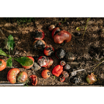 SUM43 ŚRODEK PREPARAT GRZYBOBÓJCZY SWITCH 25G NA SZARĄ PLEŚŃ