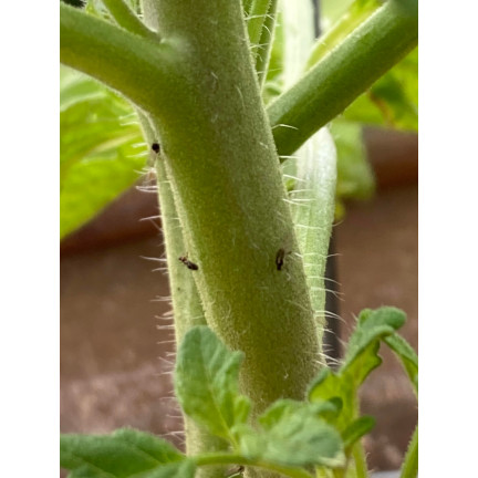 SUM19 NEEMAZAL 5ML PREPARAT NA ZIEMIÓRKI