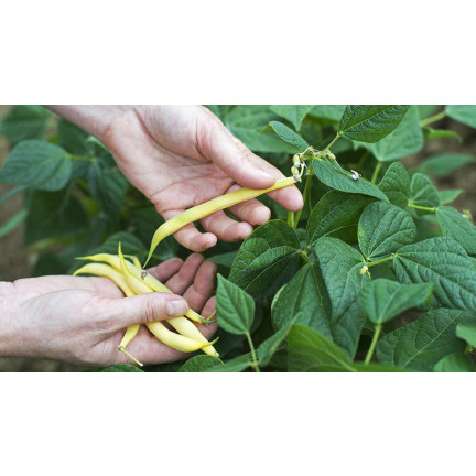 W1047 FASOLA SZPARAGOWA KARŁOWA ŻÓŁTA BERGGOLD B. WCZESNA NASIONA FASOLI FASOLKI 50G