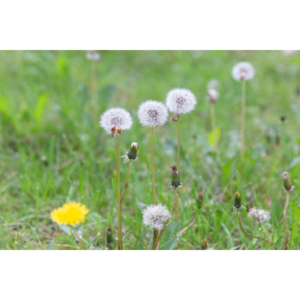 SUM29 STARANE TRAWNIKI 250ML