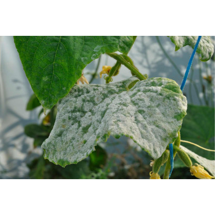 SUM50 SUMIN SCORPION 325 SC GRZYBOBÓJCZY ALTERNARIOZA RDZA MĄCZNIAK 50 ml