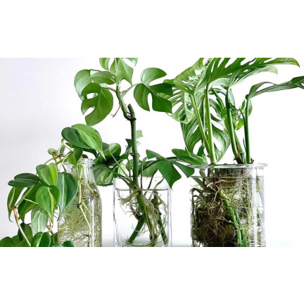 SUM28 MULTIROOTS UKORZENIACZ 100ML SUMIN