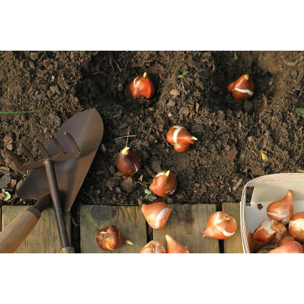 CEB2 TULIPAN CEBULKI TULIPANÓW CEBULKA KWIATÓW fioletowa LILIOKSZTAŁTNA 