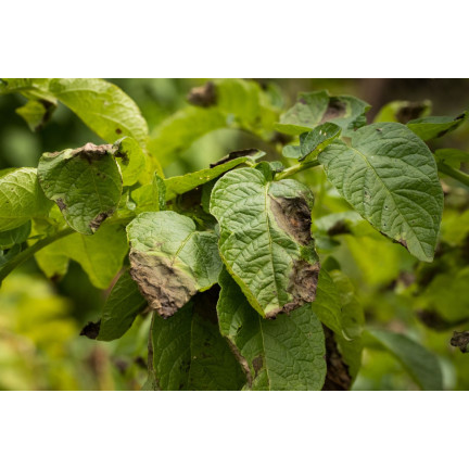 SUM37 HELP PLANT BOR 20ML