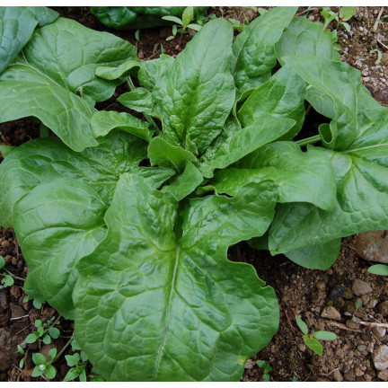 W0326 SZPINAK OLBRZYM ZIMOWY 10G NASIONA SZPINAKU OLBRZYMIEGO