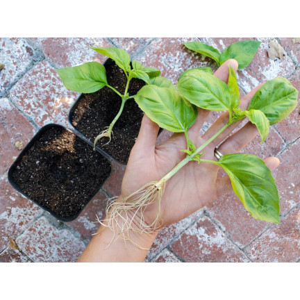 SUM28 MULTIROOTS UKORZENIACZ 100ML SUMIN