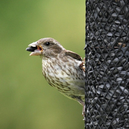 TUR5 CZARNY SŁONECZNIK ZIARNO POKARM KARMA MIESZANKA DLA PTAKÓW NA ZIMĘ 1KG