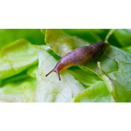 SUM22 ŚRODEK NA ŚLIMAKI PREPARAT TRUTKA NIEBIESKIE GRANULKI SUMIN MOLUFRIES 1KG