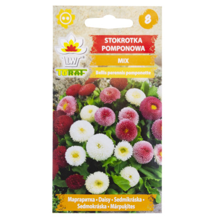 R3907 STOKROTKA POMPONOWA MIX NASIONA 0,1G KOLOR KWIATY