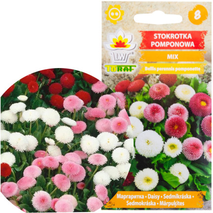 R3907 STOKROTKA POMPONOWA MIX NASIONA 0,1G KOLOR KWIATY