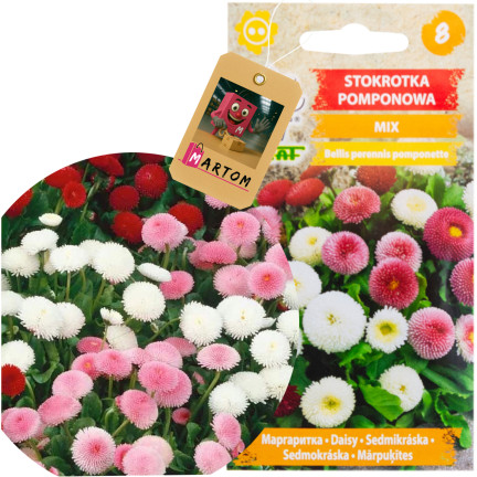 R3907 STOKROTKA POMPONOWA MIX NASIONA 0,1G KOLOR KWIATY