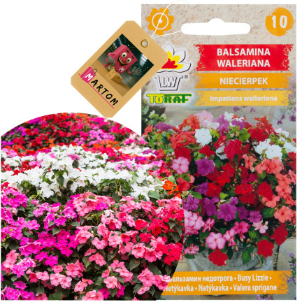 R4485 BALSAMINA NIECIERPEK WALERIANA 0,1 NASIONA KWIATY KOLOR