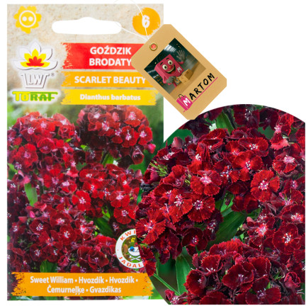 R8117 GOŹDZIK BRODATY SCARLET BEAUTY NASIONA 0,5