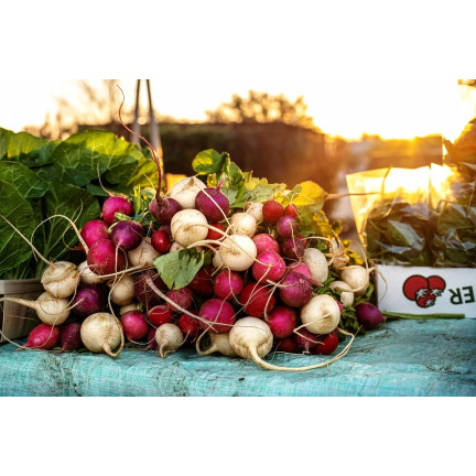 T8024 RZODKIEWKA NASIONA MIX ODMIAN TAŚMA NASIENNA 6M MIESZANKA KOLOROWA