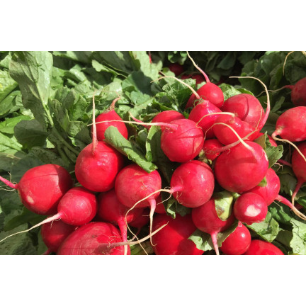 W1194 RZODKIEWKA NASIONA RZODKIEWKI CARMEN CZERWONA WCZESNA ŁAGODNA NIE PARCIEJE 10G