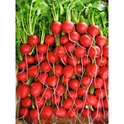 T8339 RZODKIEWKA na Taśmie nasiennej 6M NASIONA RZODKIEWKI OKRĄGŁA ŁAGODNA