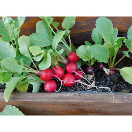 T8339 RZODKIEWKA na Taśmie nasiennej 6M NASIONA RZODKIEWKI OKRĄGŁA ŁAGODNA