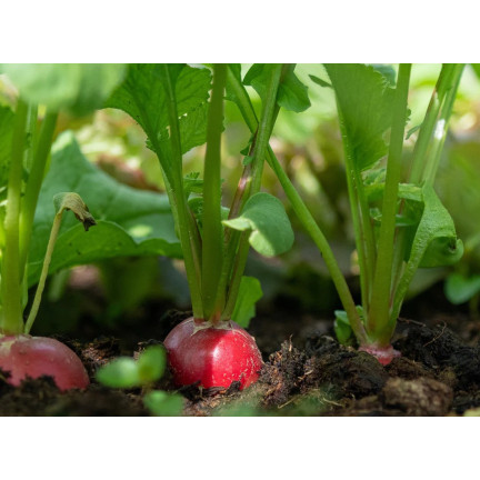 T8024 RZODKIEWKA NASIONA MIX ODMIAN TAŚMA NASIENNA 6M MIESZANKA KOLOROWA