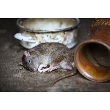 SUM62 SUMIN TRUTKA GRANULOWANA 25PPM 120G GRANULAT NA MYSZY GRYZONIE