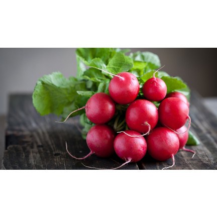 T8339 RZODKIEWKA na Taśmie nasiennej 6M NASIONA RZODKIEWKI OKRĄGŁA ŁAGODNA