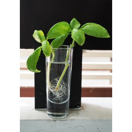 SUM28 MULTIROOTS UKORZENIACZ 100ML SUMIN