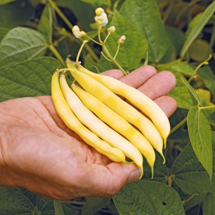 W1047 FASOLA SZPARAGOWA KARŁOWA ŻÓŁTA BERGGOLD B. WCZESNA NASIONA FASOLI FASOLKI 50G