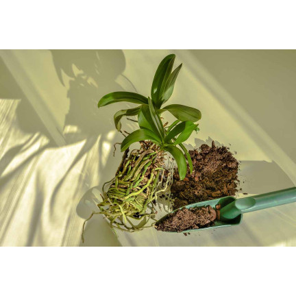 BIO8 NATURALNE PODŁOŻE ZIEMIA DO STORCZYKÓW ORCHIDEI 3L BIOVITA