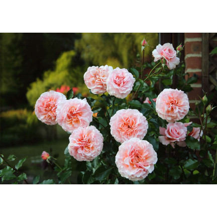 SUM14 NAWÓZ DO RÓŻ SUMIN 1KG OPTYMALNY SKŁAD