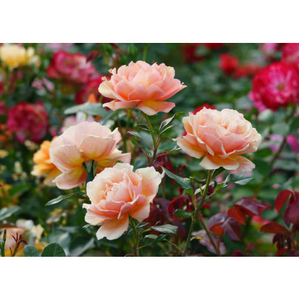 SUM14 NAWÓZ DO RÓŻ SUMIN 1KG OPTYMALNY SKŁAD